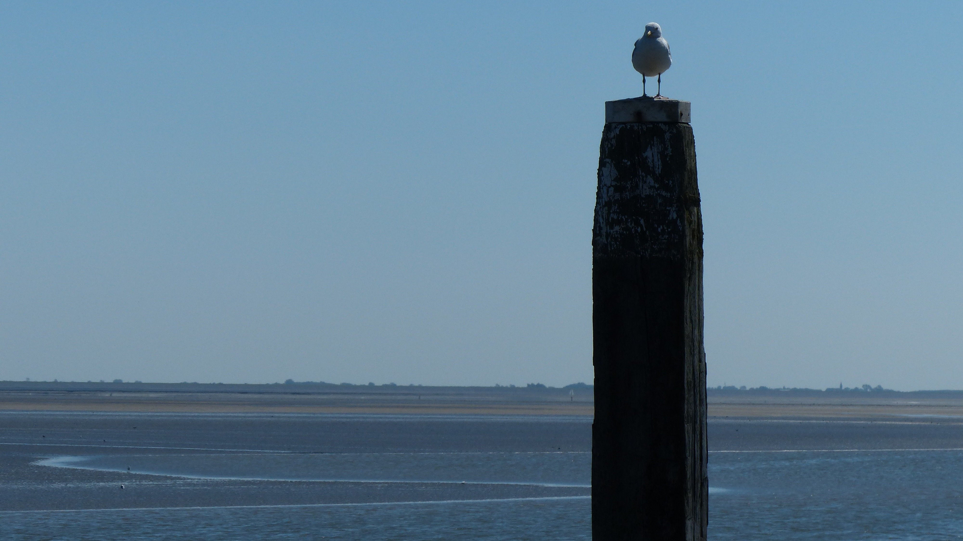 Een heel eiland als Nationaal Park, Ontdek het met een vakantie op Schiermonnikoog!