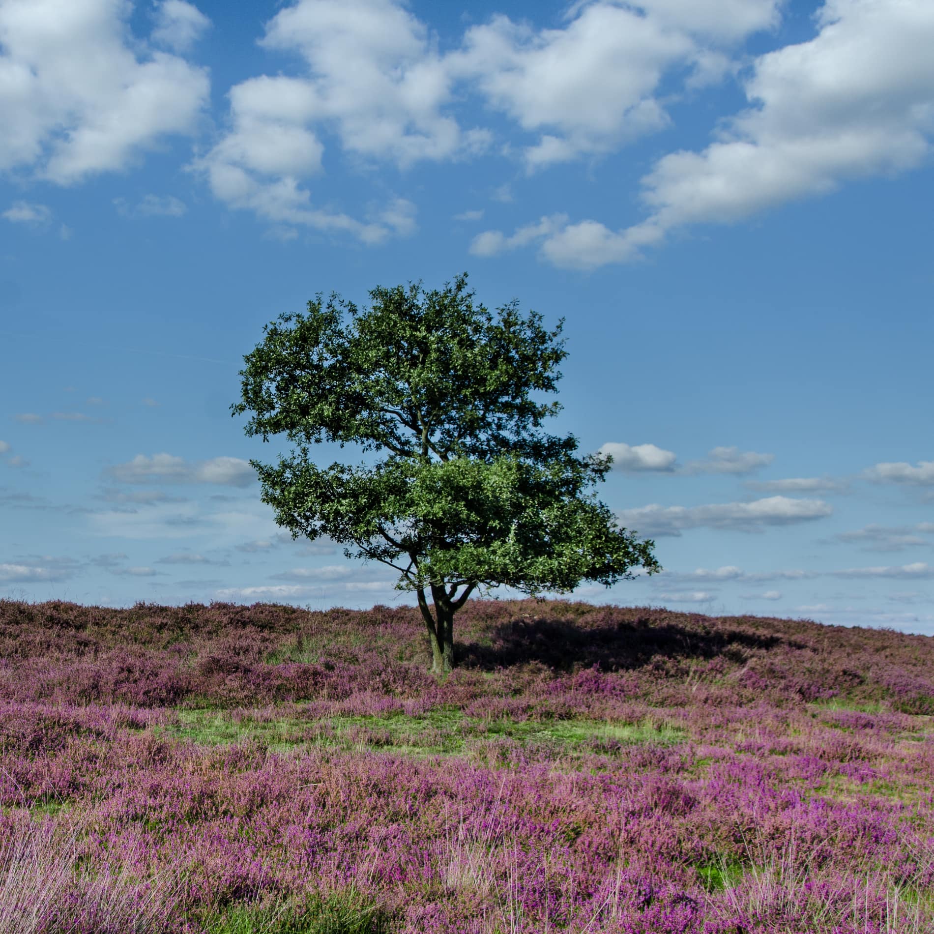 Boom op zomerse heide