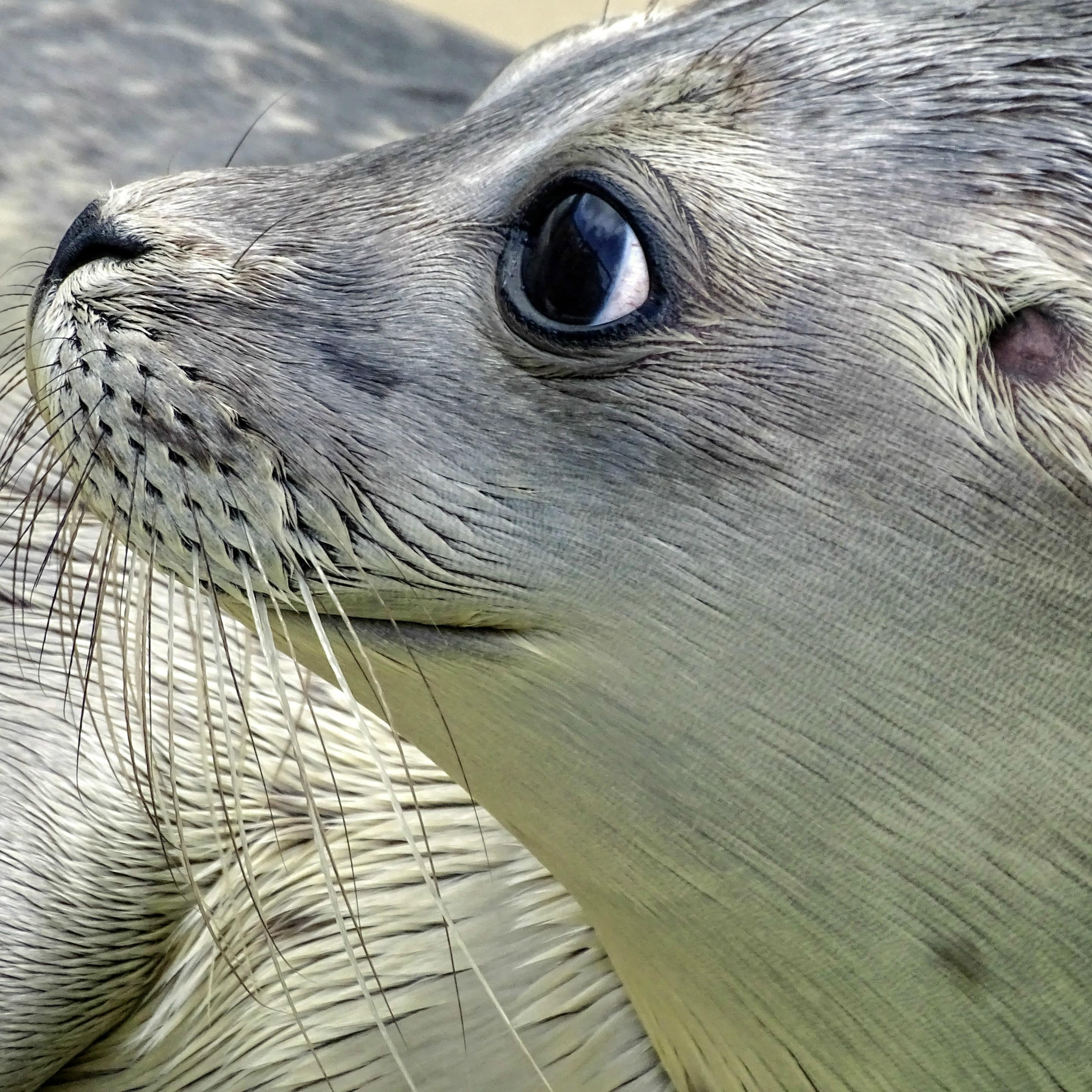 Close-up van een jonge zeehond met een schattige blik