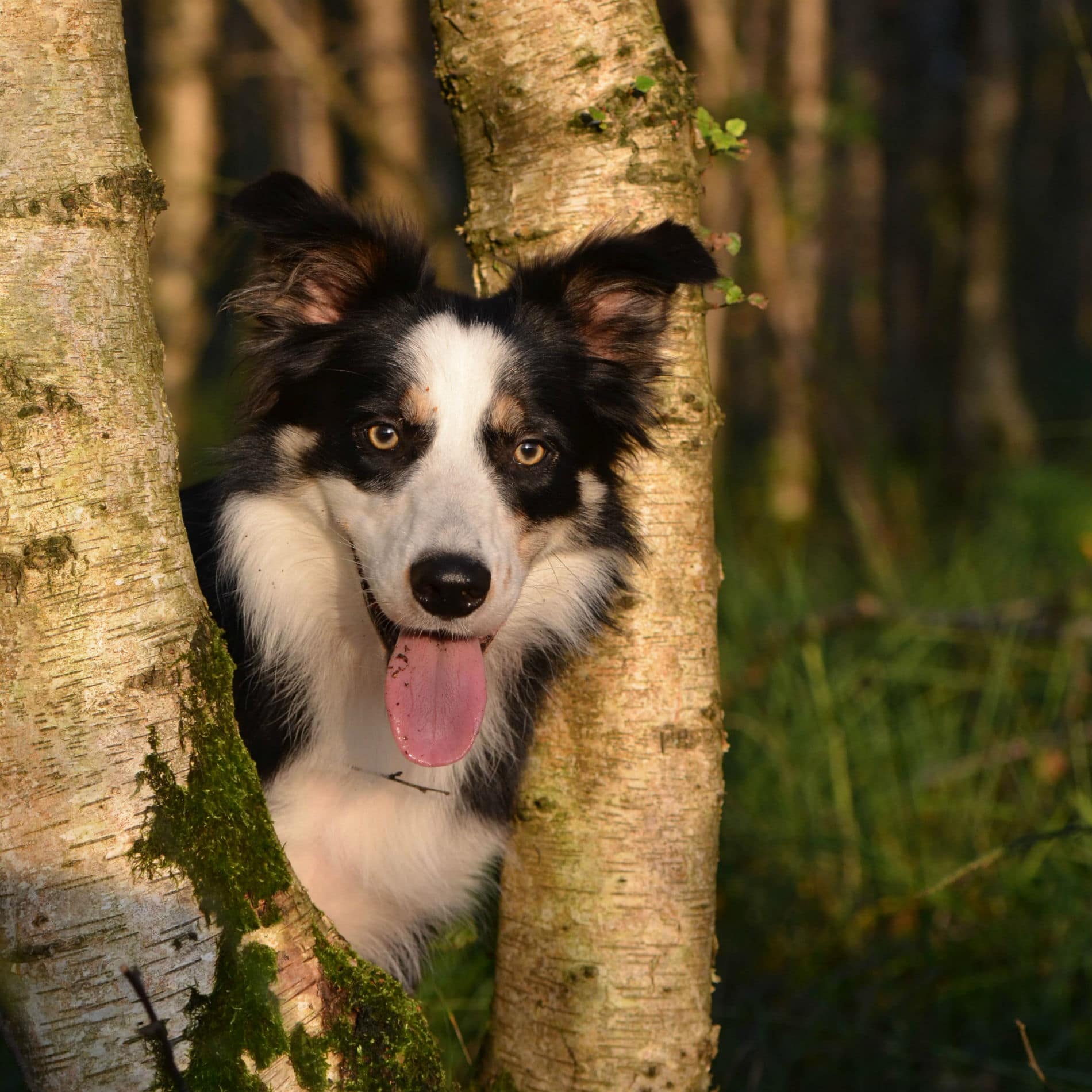  Hond van het ras bordercollie steekt zijn kop tussen twee bomen in het bos door.