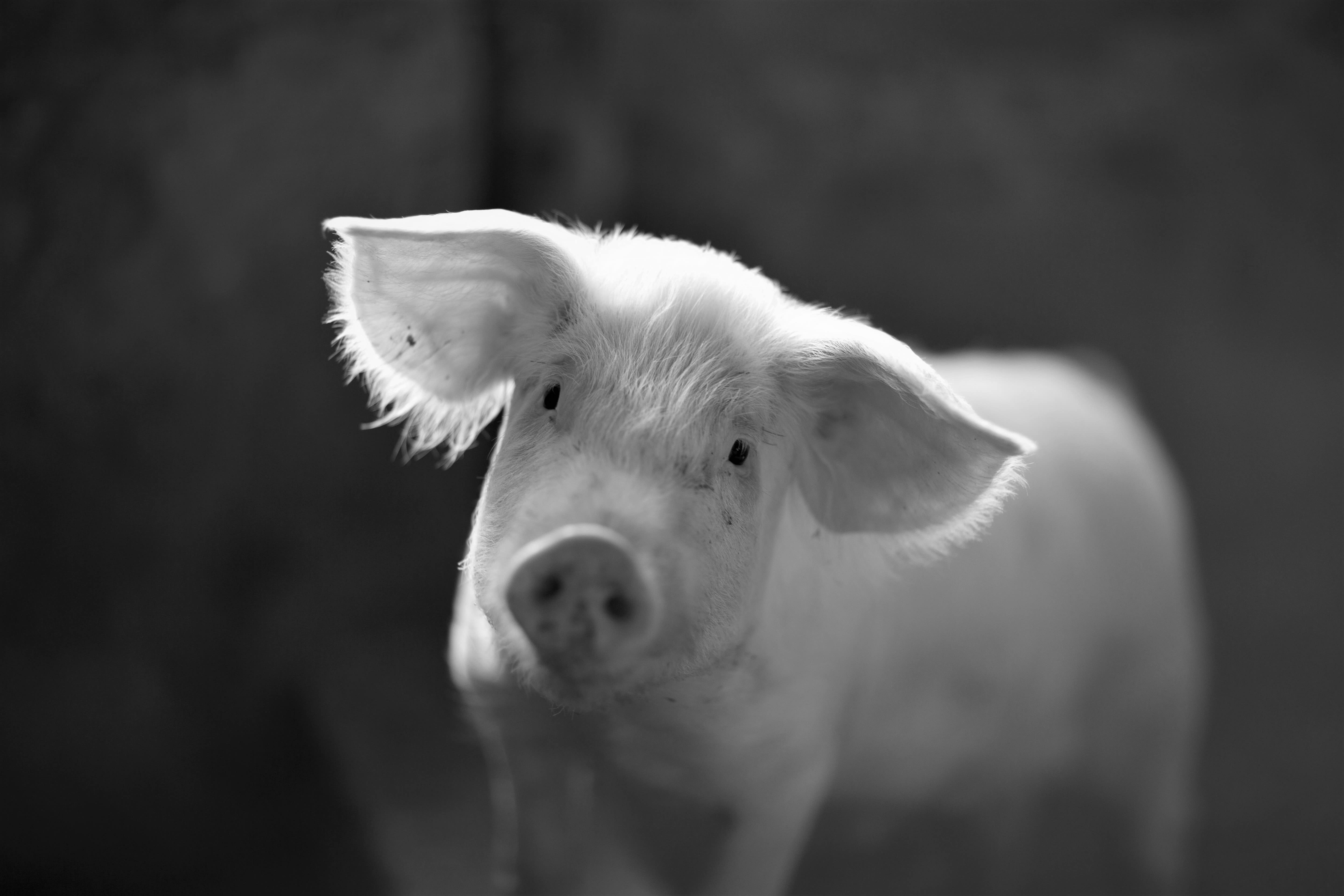 Stock image - chinese reis horoscoop - Piglet / Pig - Photo by Julian Dutton on Unsplash