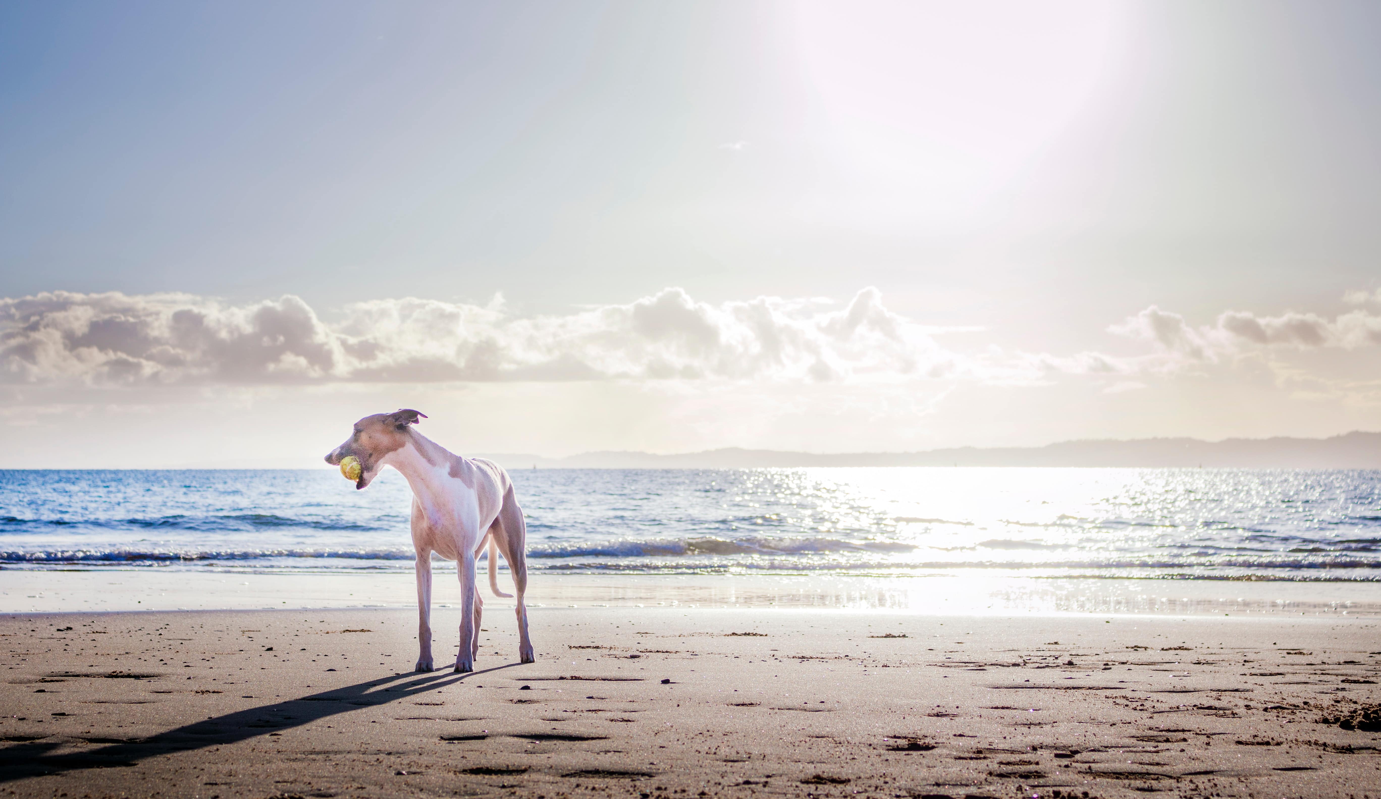 stranden voor een vakantie met hond