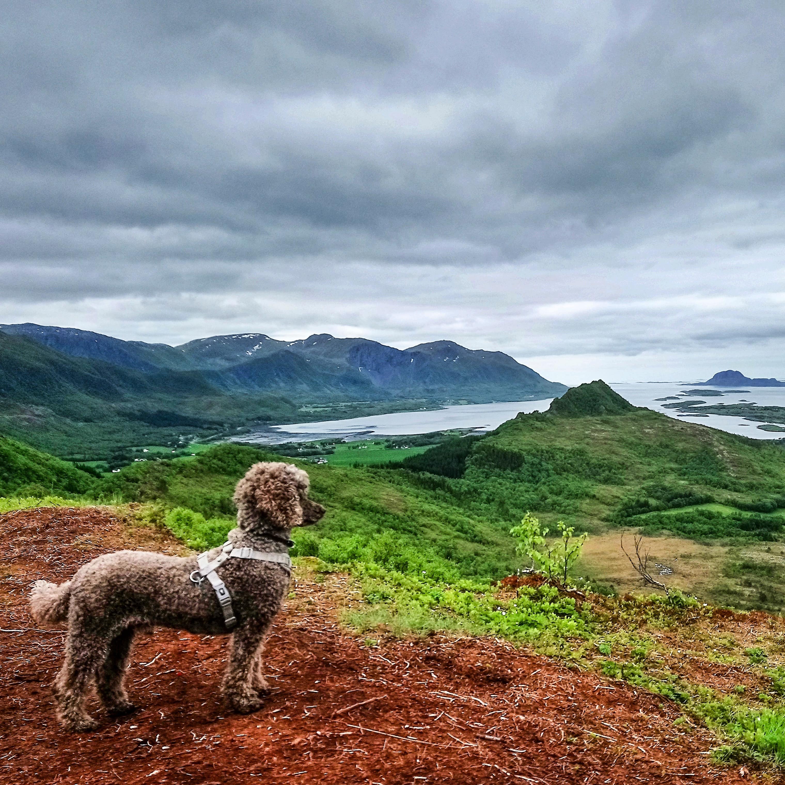 Helgelandskysten med hund i forgrunnen