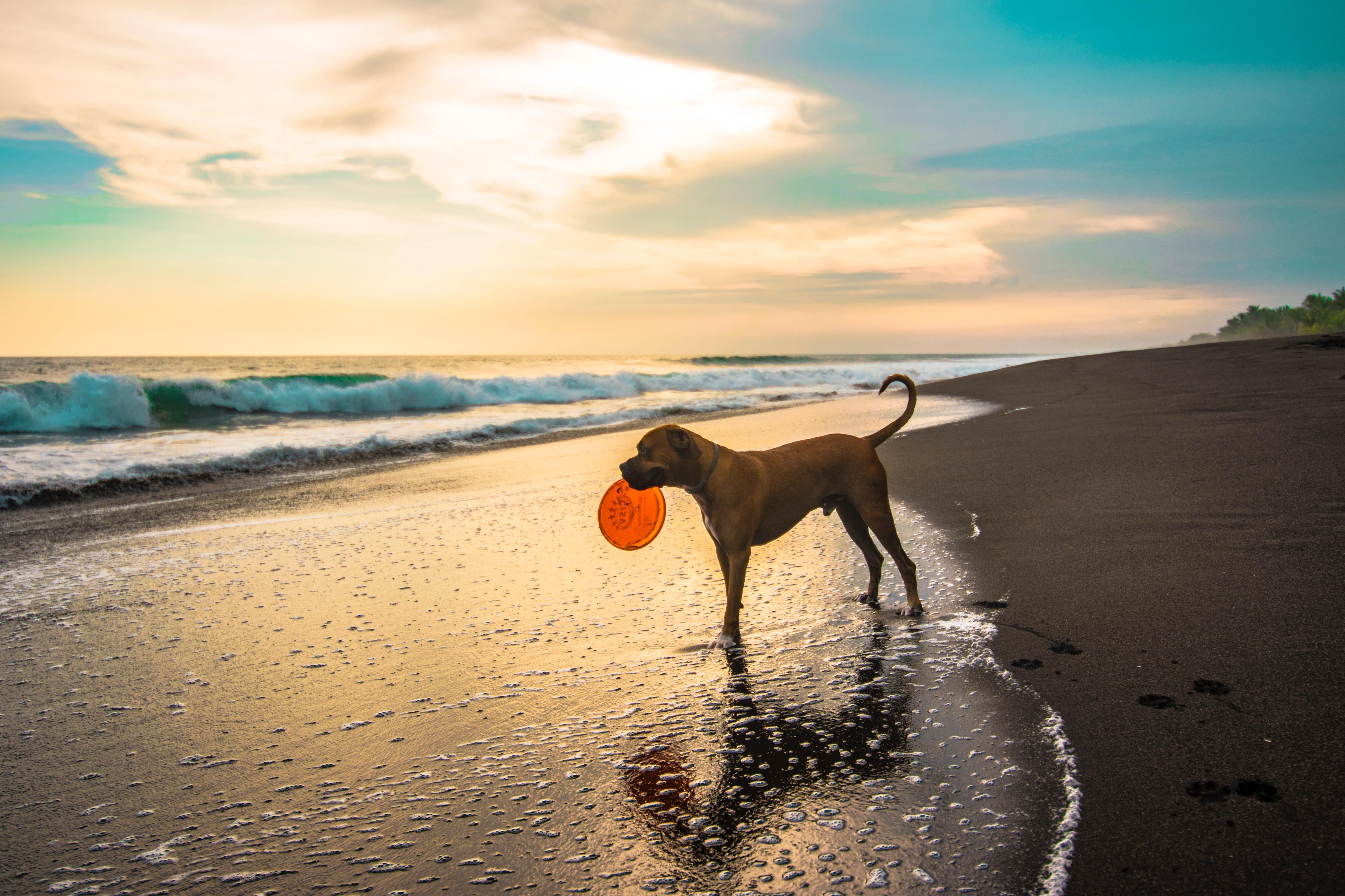 Stock image - Dog with Frisbee standing on a beach - Pets holiday - Photo by Lenin Estrada from Pexels