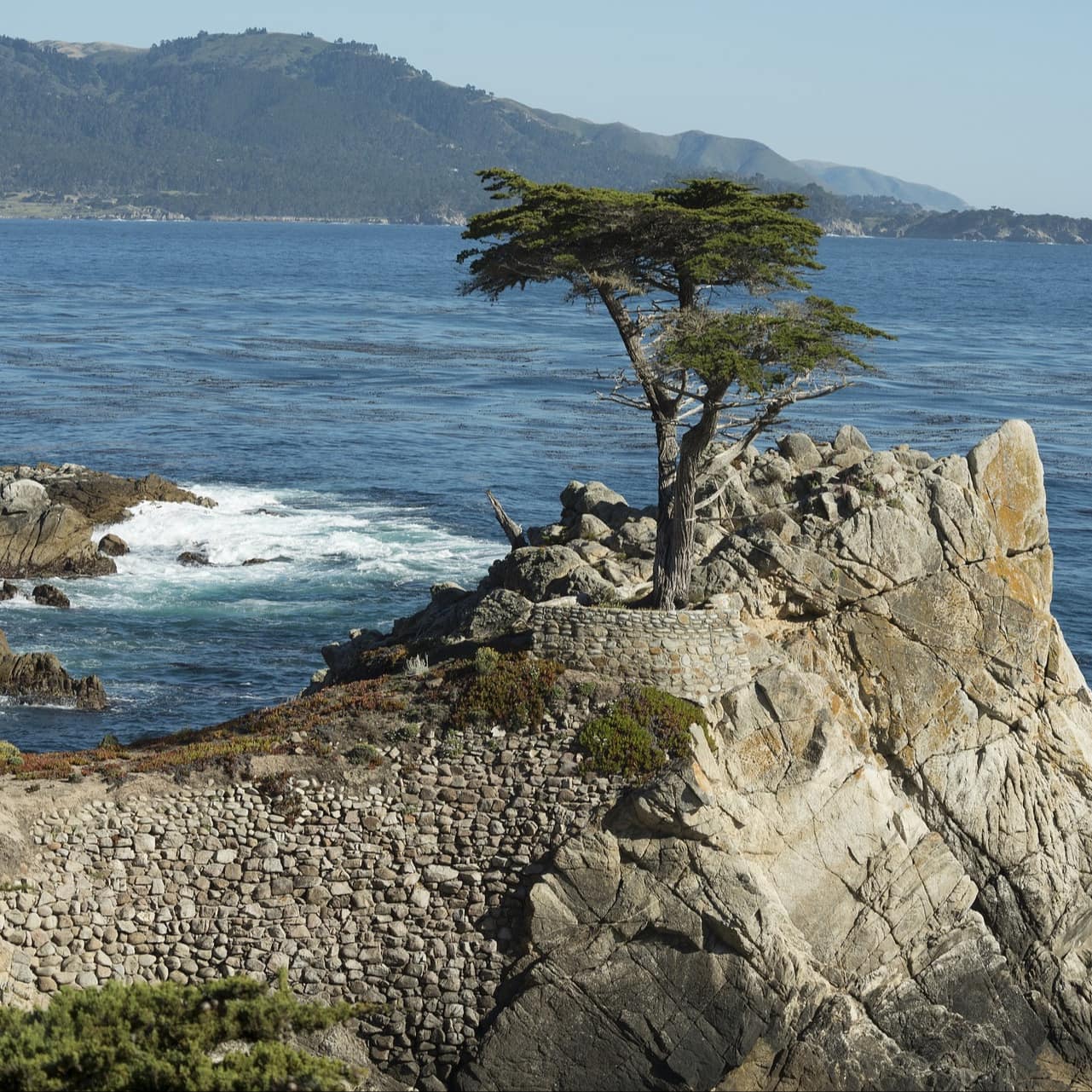 Lone tree on a rock jutting towards the sea