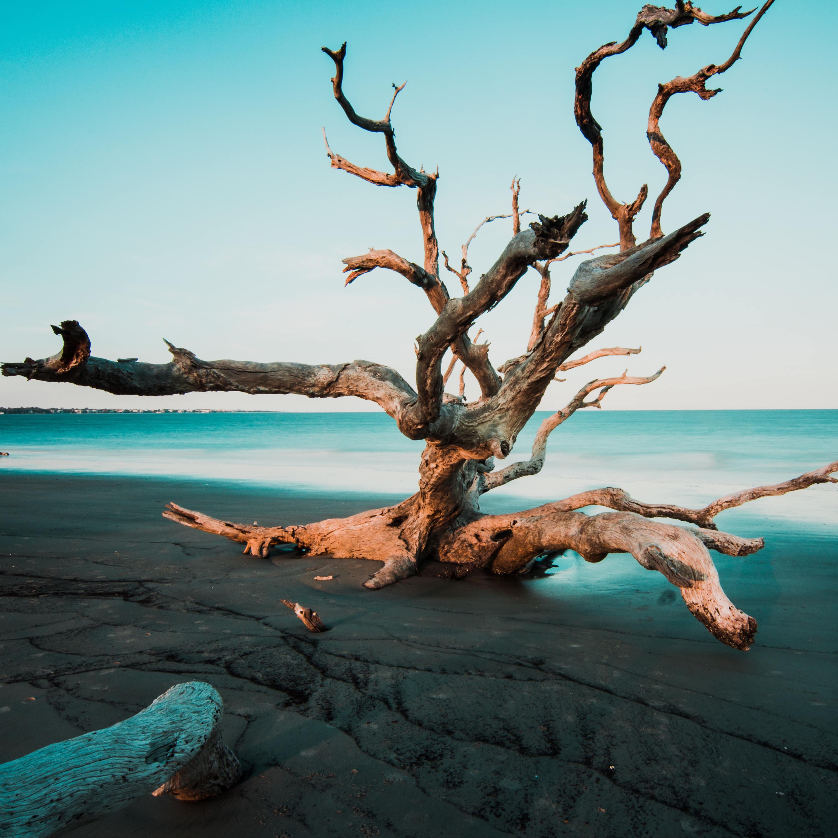 Driftwood on the beach with blue skies and sea in the background