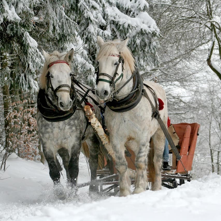 Two horse pull a sleigh through snowy woodland
