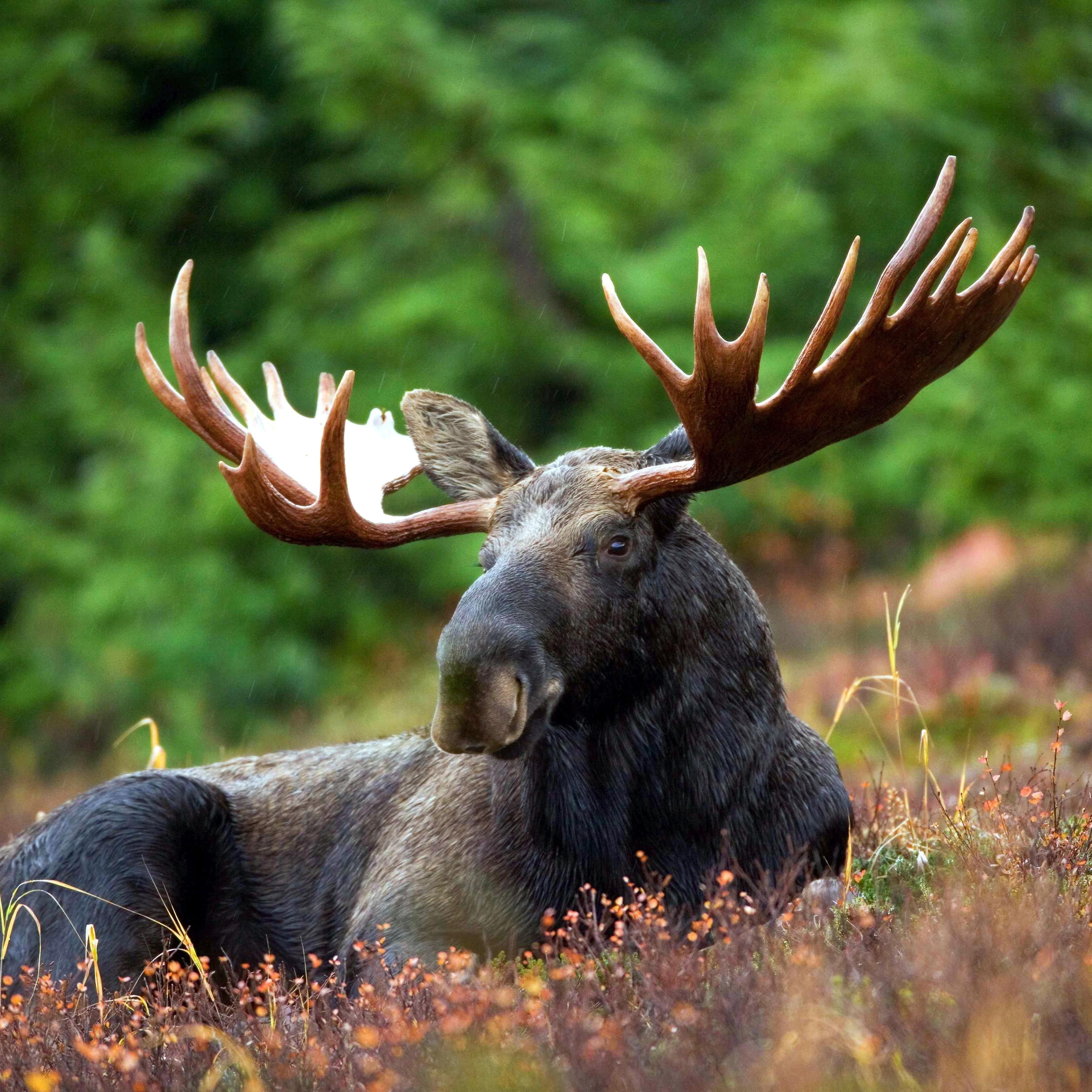 A large moose sitting on a hillside