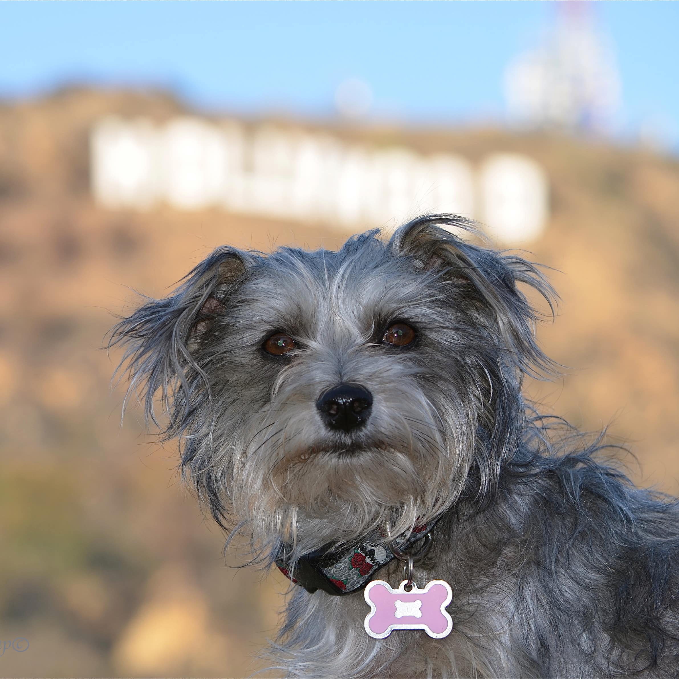 A puppy in front of the iconic Hollywood sign in Los Angeles, California