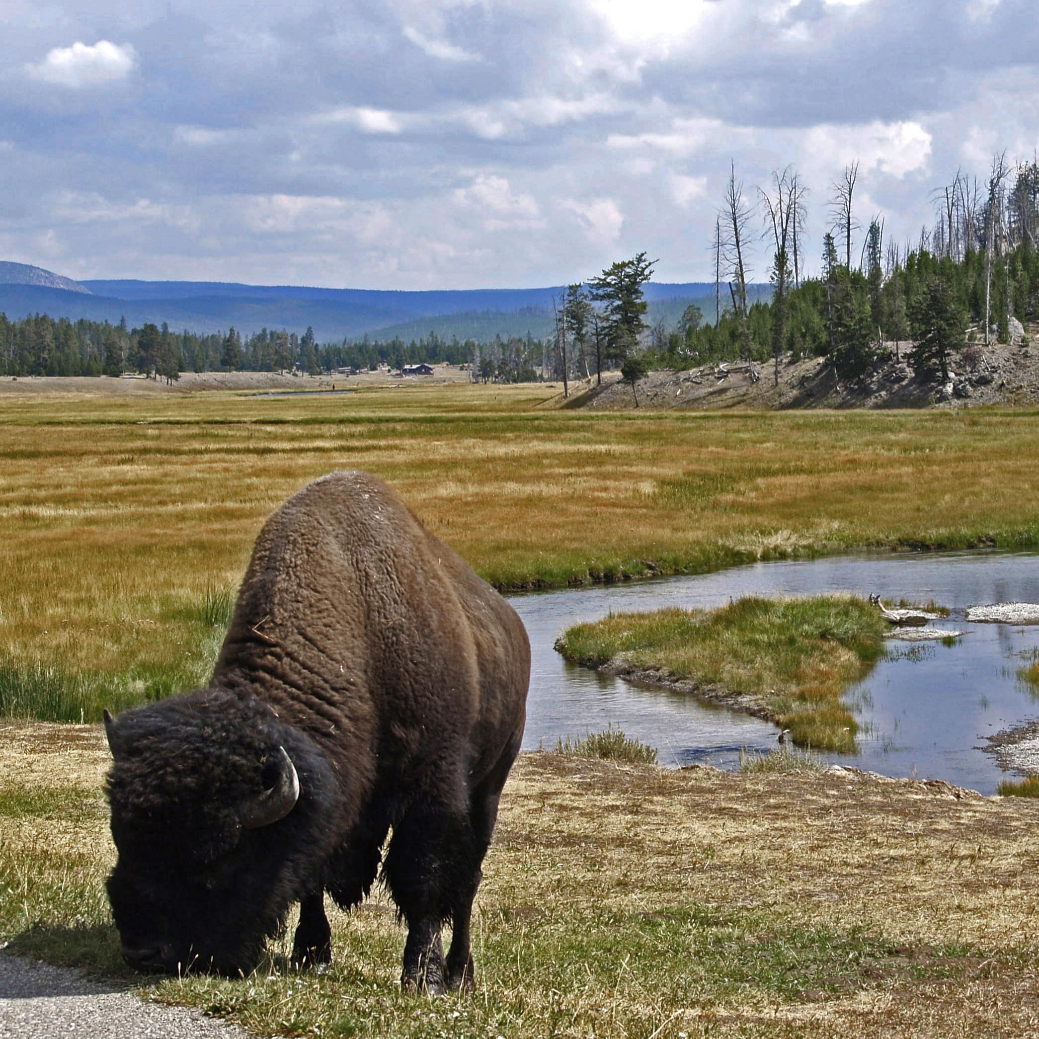 Bison grazing on a plain with a mountain behind.