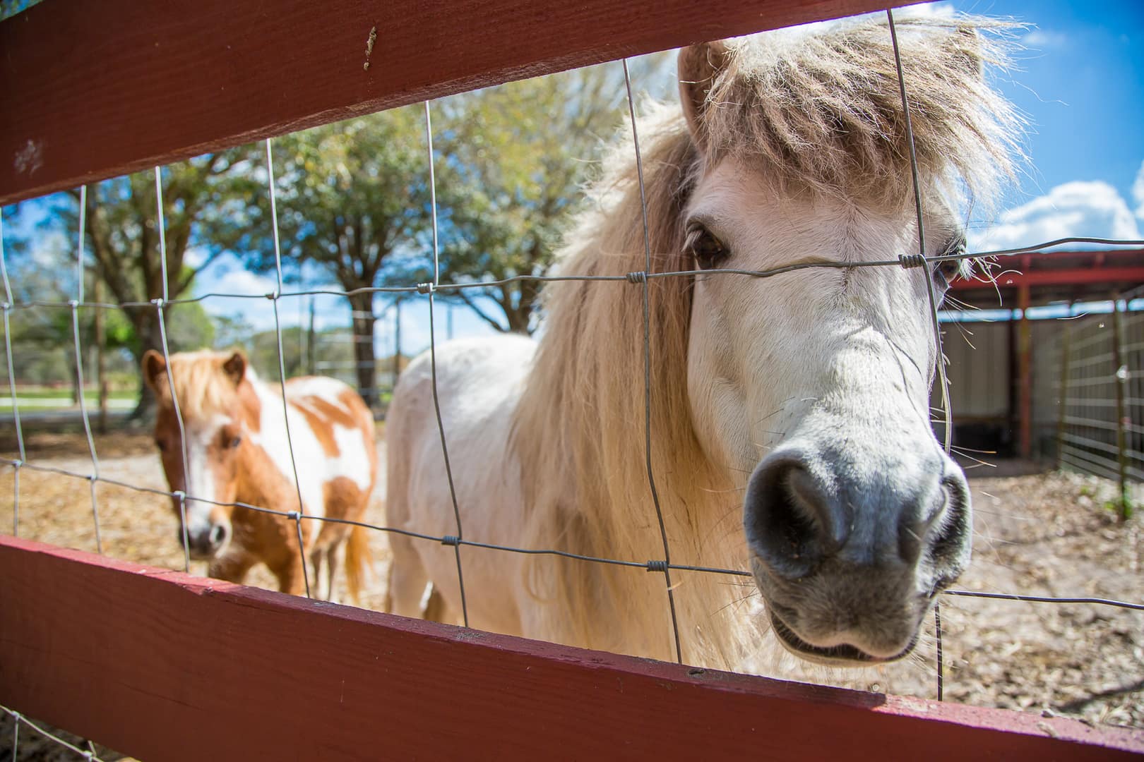 two horses looking at the camera through a fence at Hunsader farms
