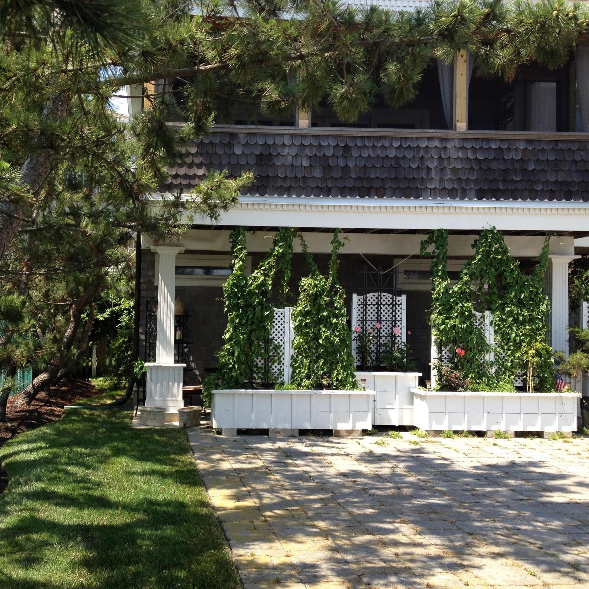 A porch is strewn with ivy vines near a row of pine trees