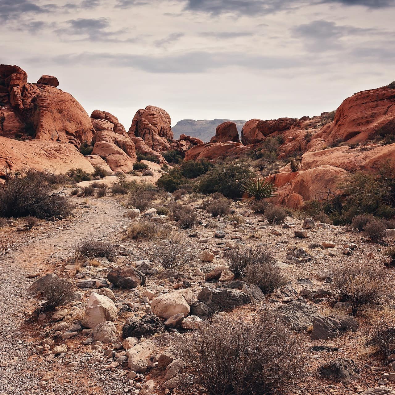 Sparse desert shrubs surrounded by red rock formations.