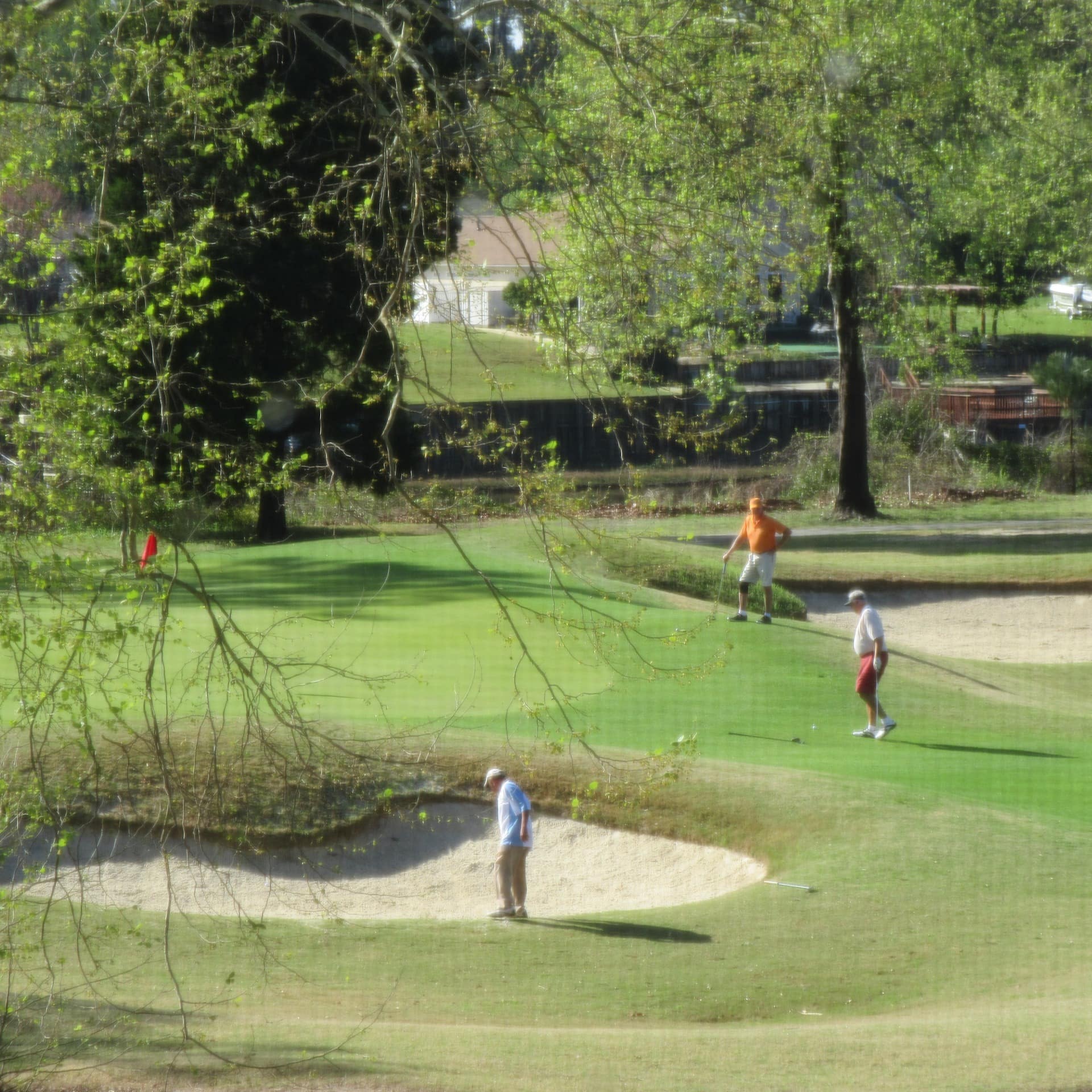 3 players on a green surrounded by sand traps and trees.
