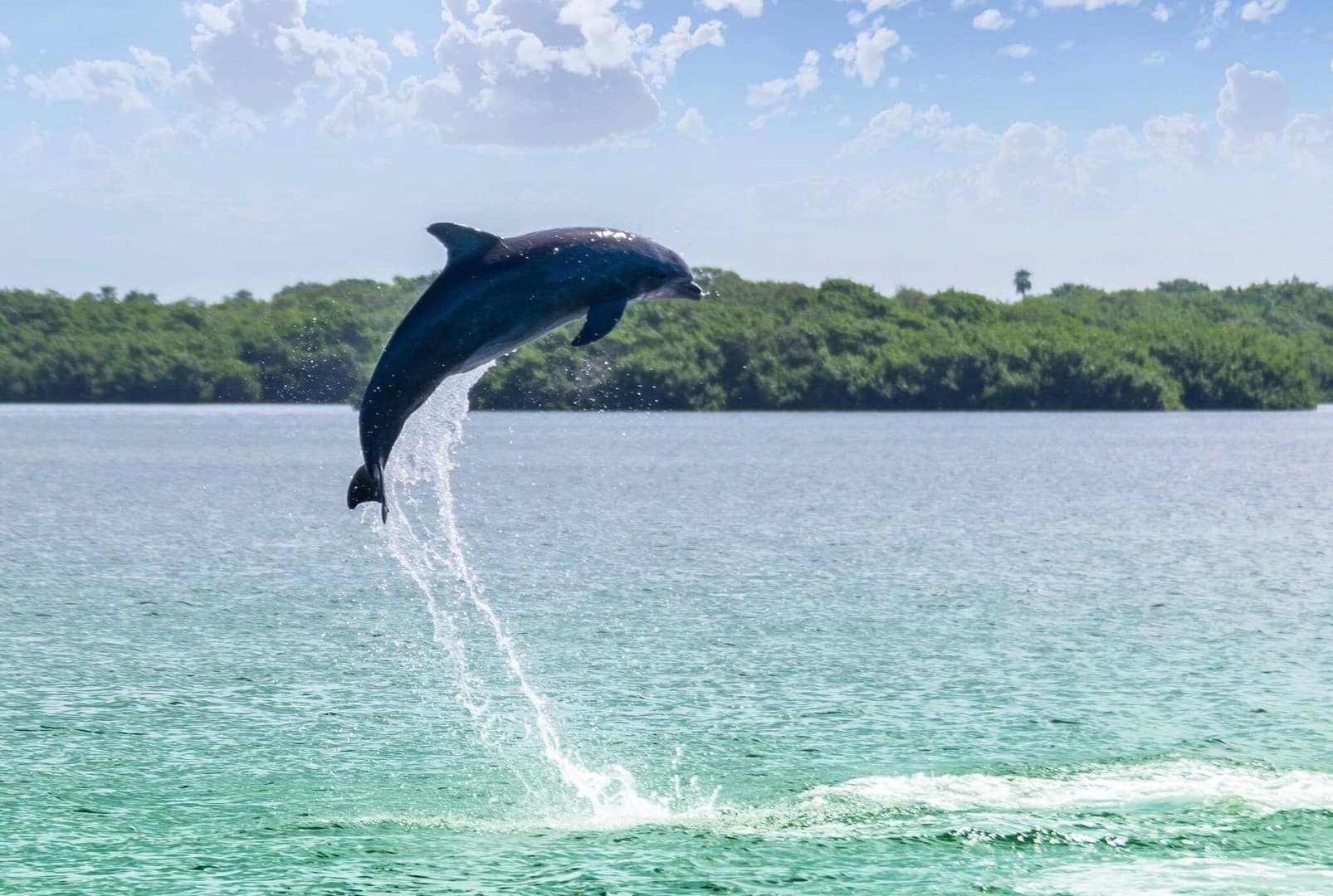 Dolphin leaping out of very blue water