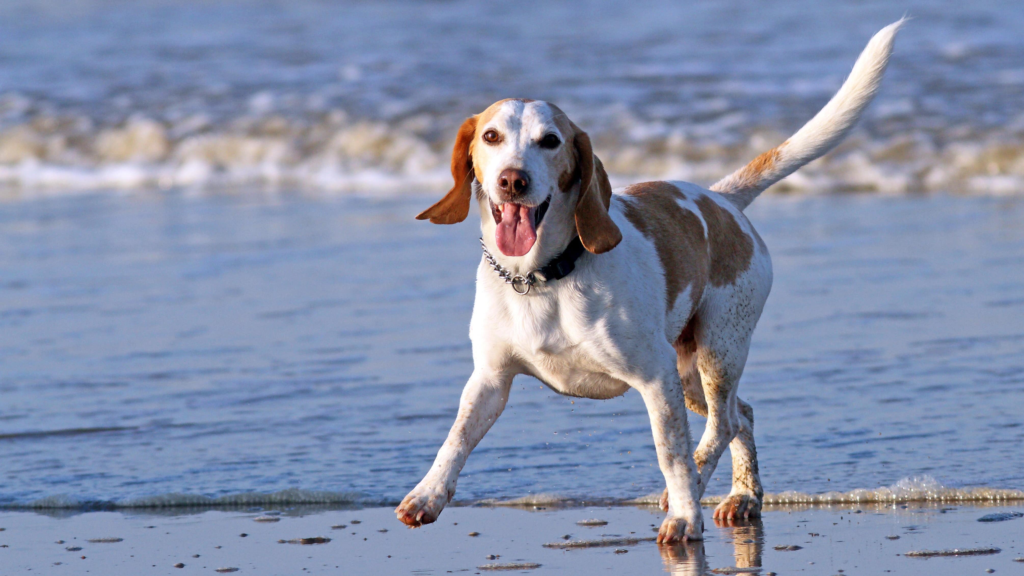Vacation destinations in the USA with dog-friendly beaches