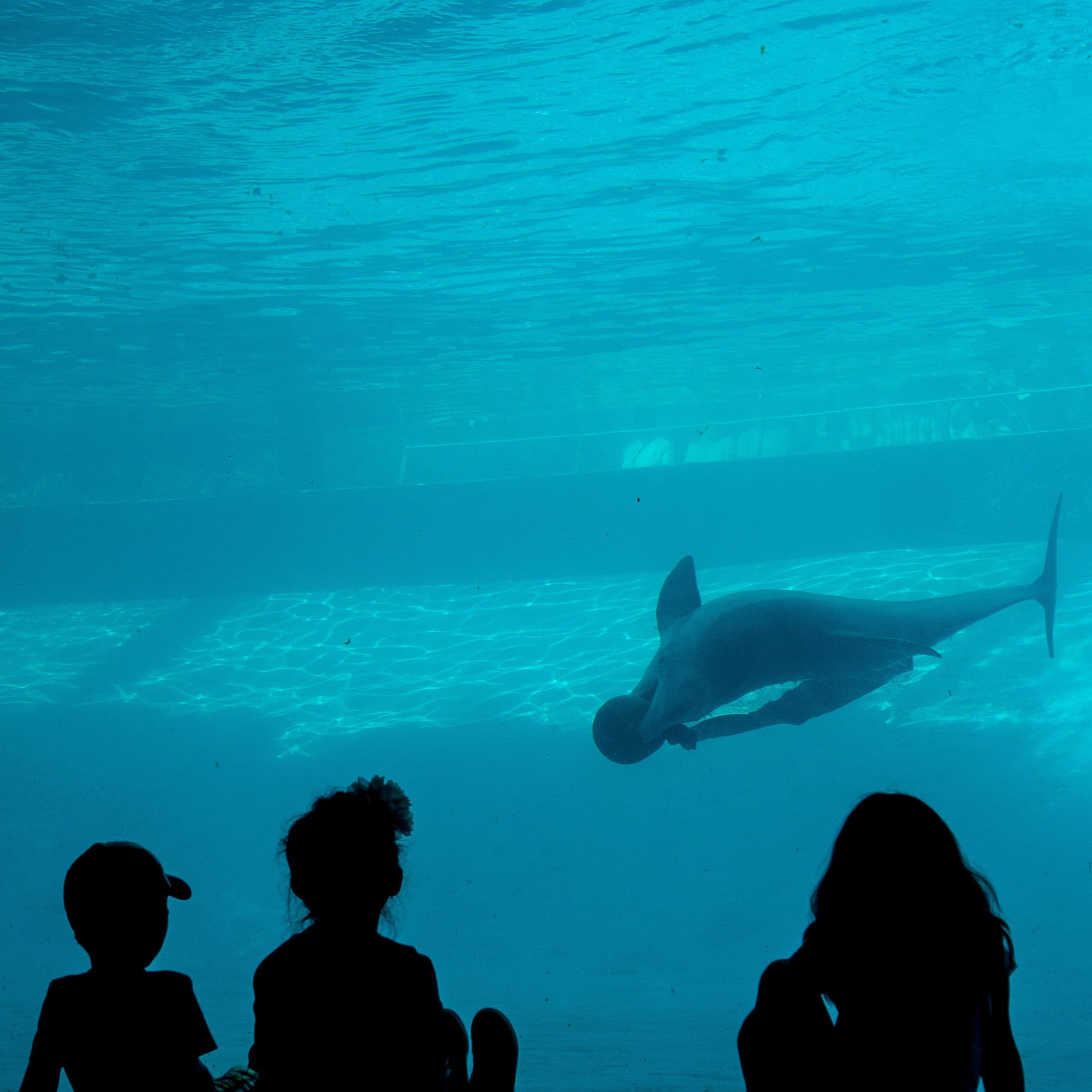 A silhouette of kids excited to watch the dolphin play under water in the Corpus Christi Aquarium