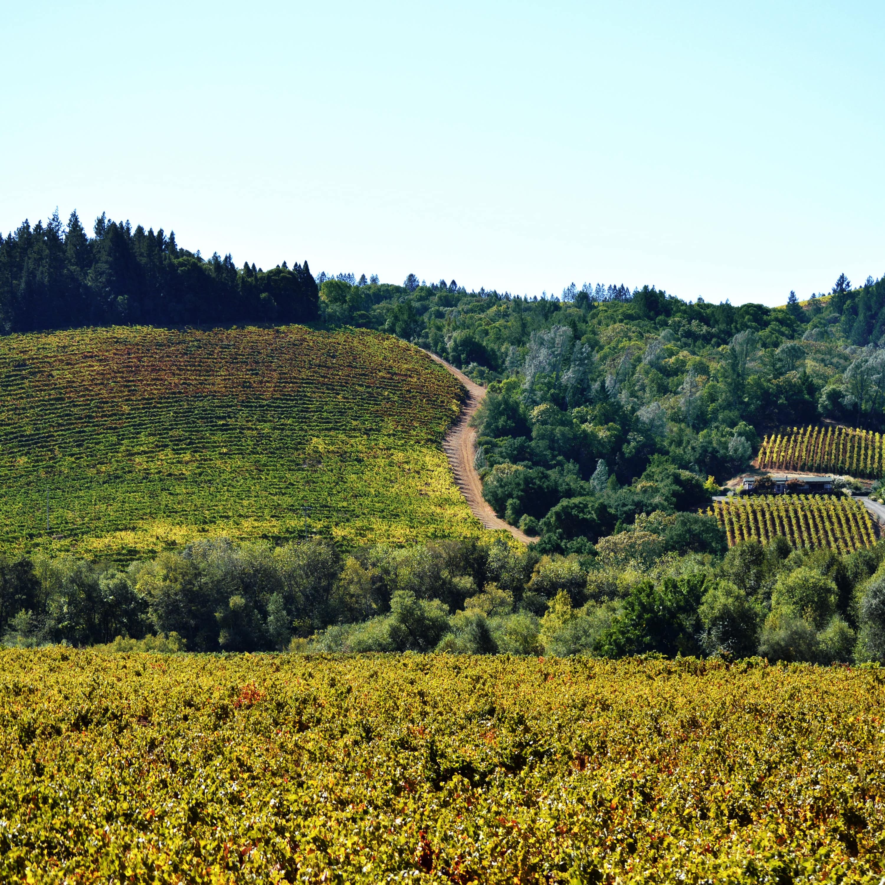 A road running through the Sonoma Valley