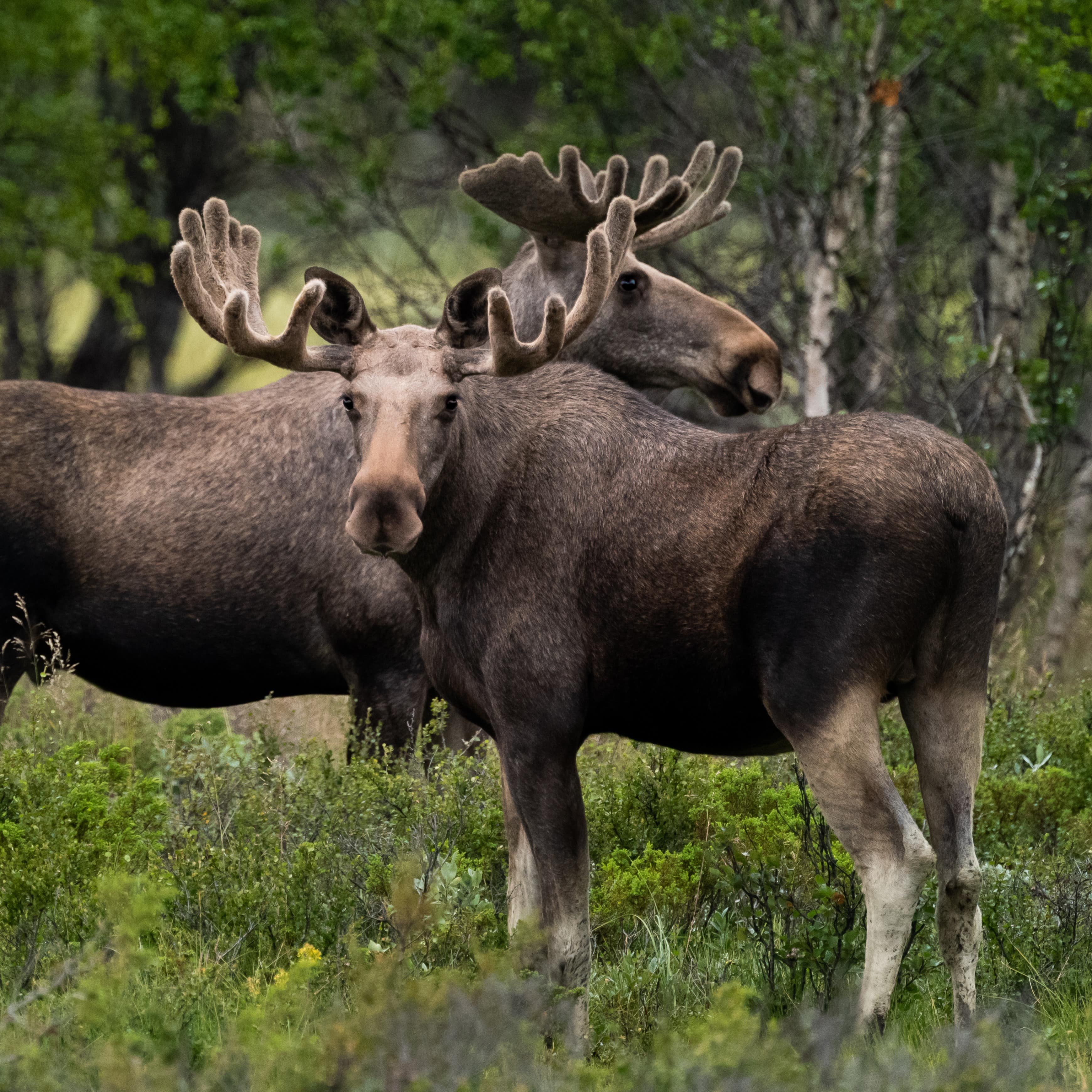 Two moose standing close looking at camera