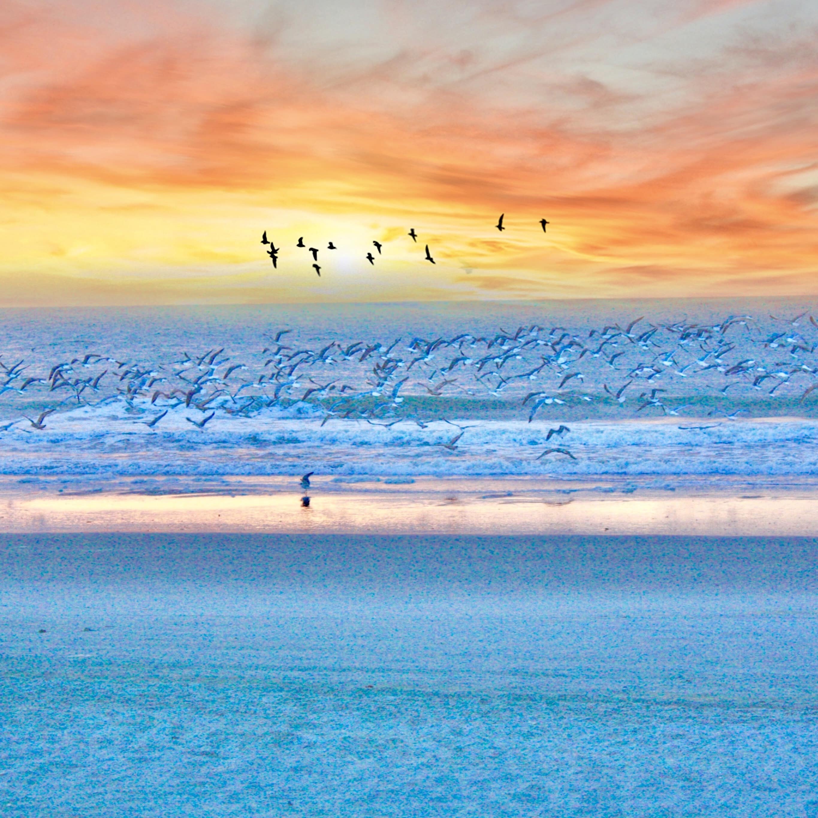 Seagulls flying on Myrtle Beach against a colorful sunrise