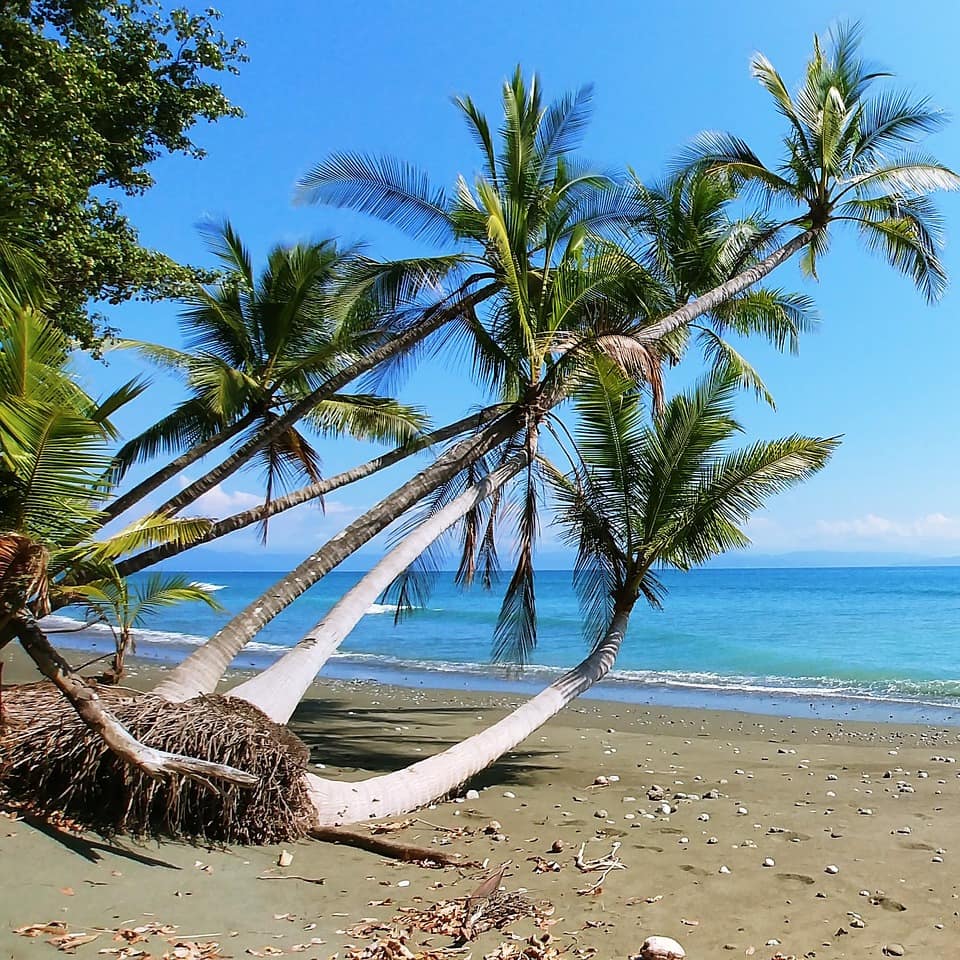 A palm tree hangs over a beach in Costa Rica.