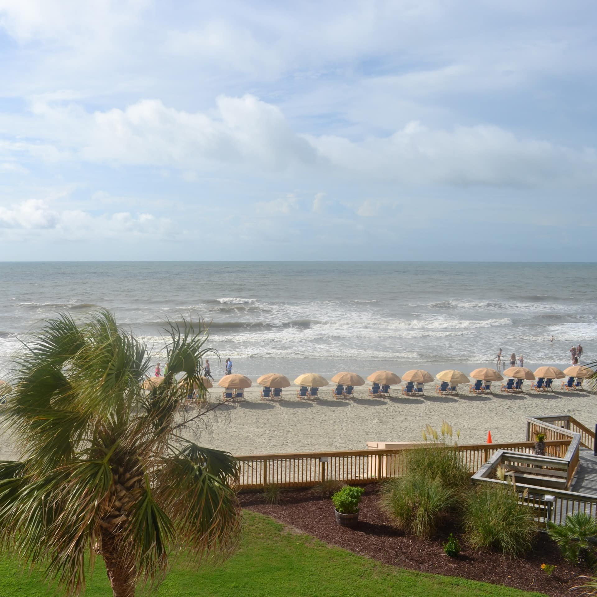 A row of beach chairs facing the sea at Myrtle Beach, with palm trees in the foreground.