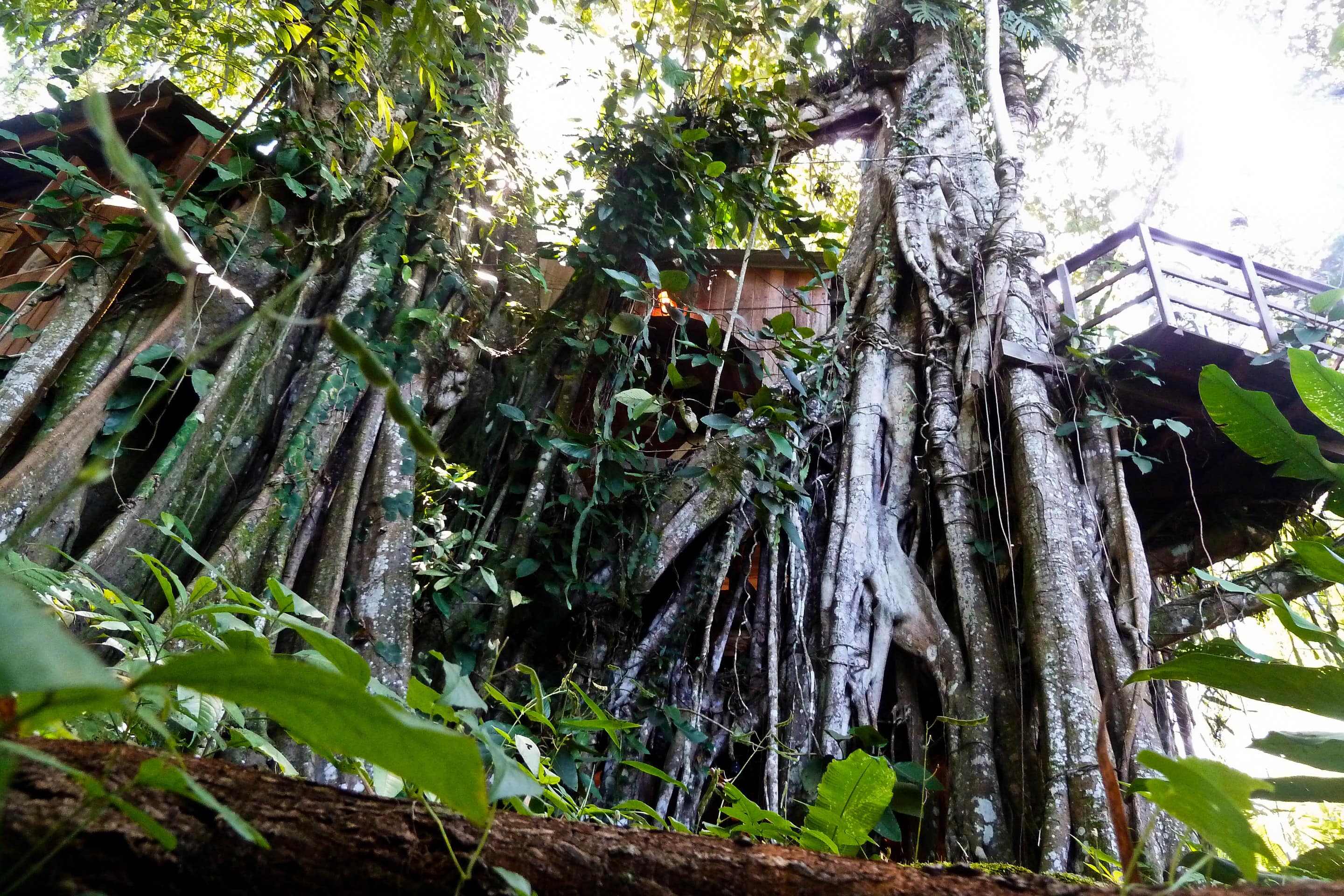 This two-story treehouse in the Limon Province, Costa Rica, resembles the Bright Tree Village in Endor.