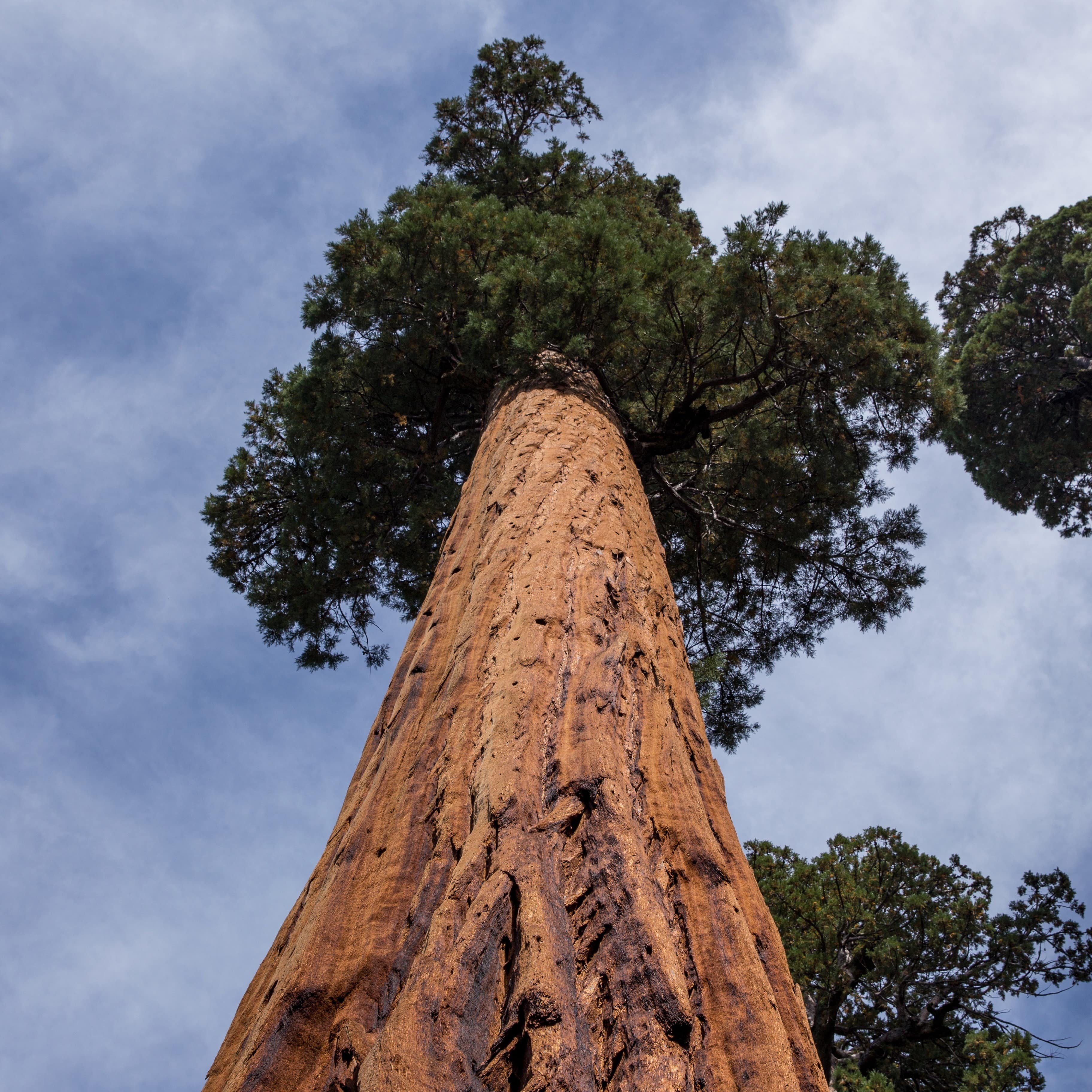 Tall tree trunk soaring up into the sky