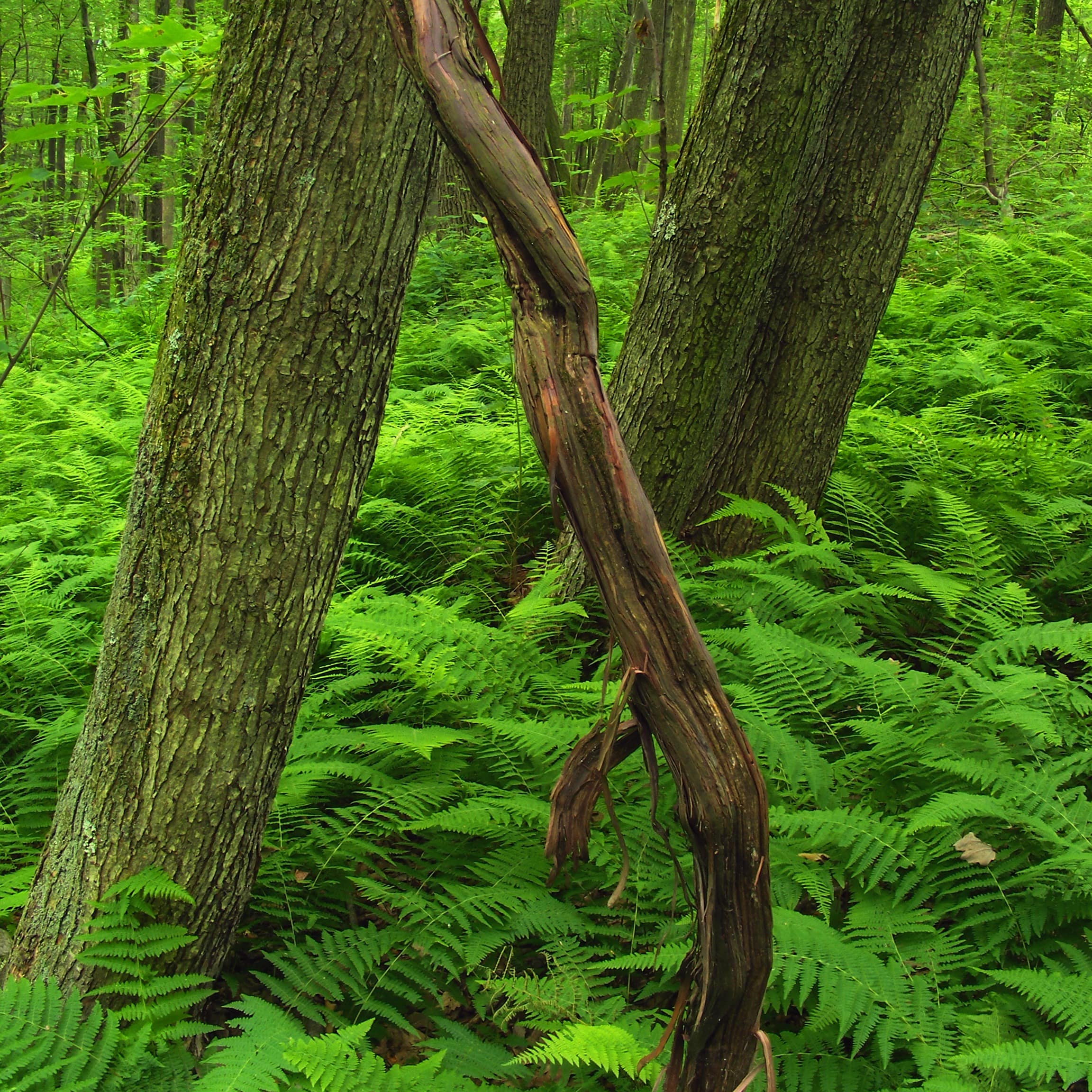 Green ferns and trees in a deciduous forest in Tuscarora State Park