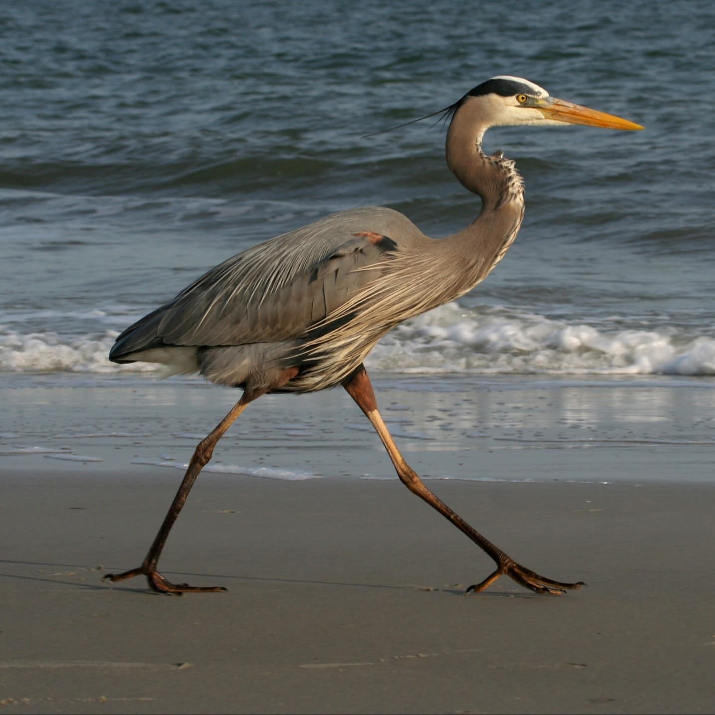 A blue heron strolls along the beach