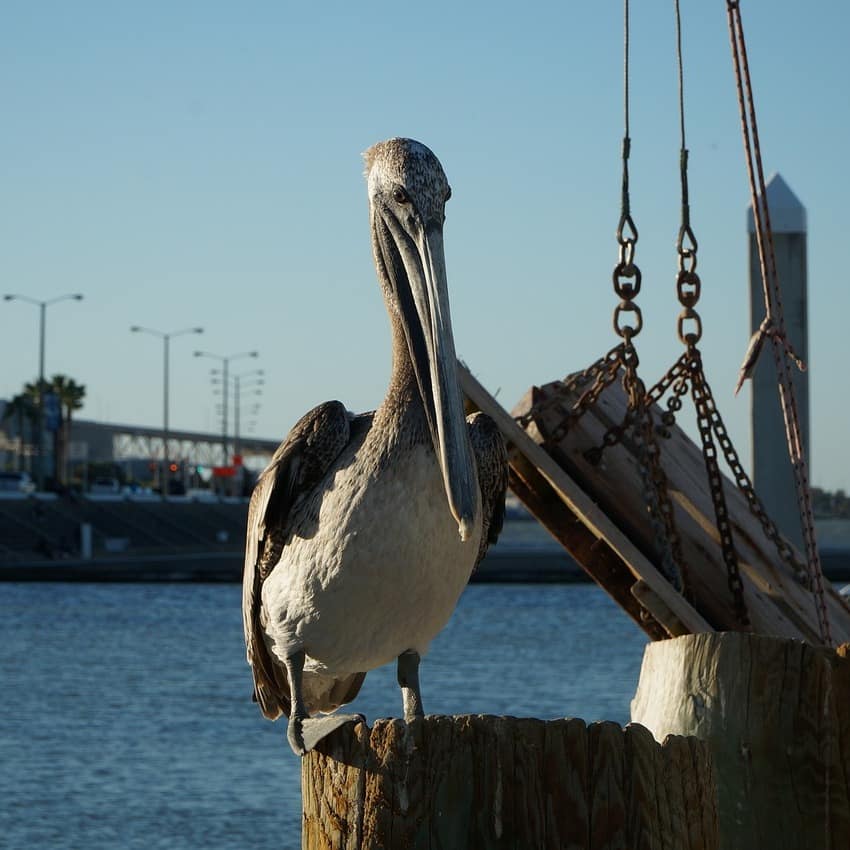 A pelican waits on the quaysides of Corpus Christi, Texas