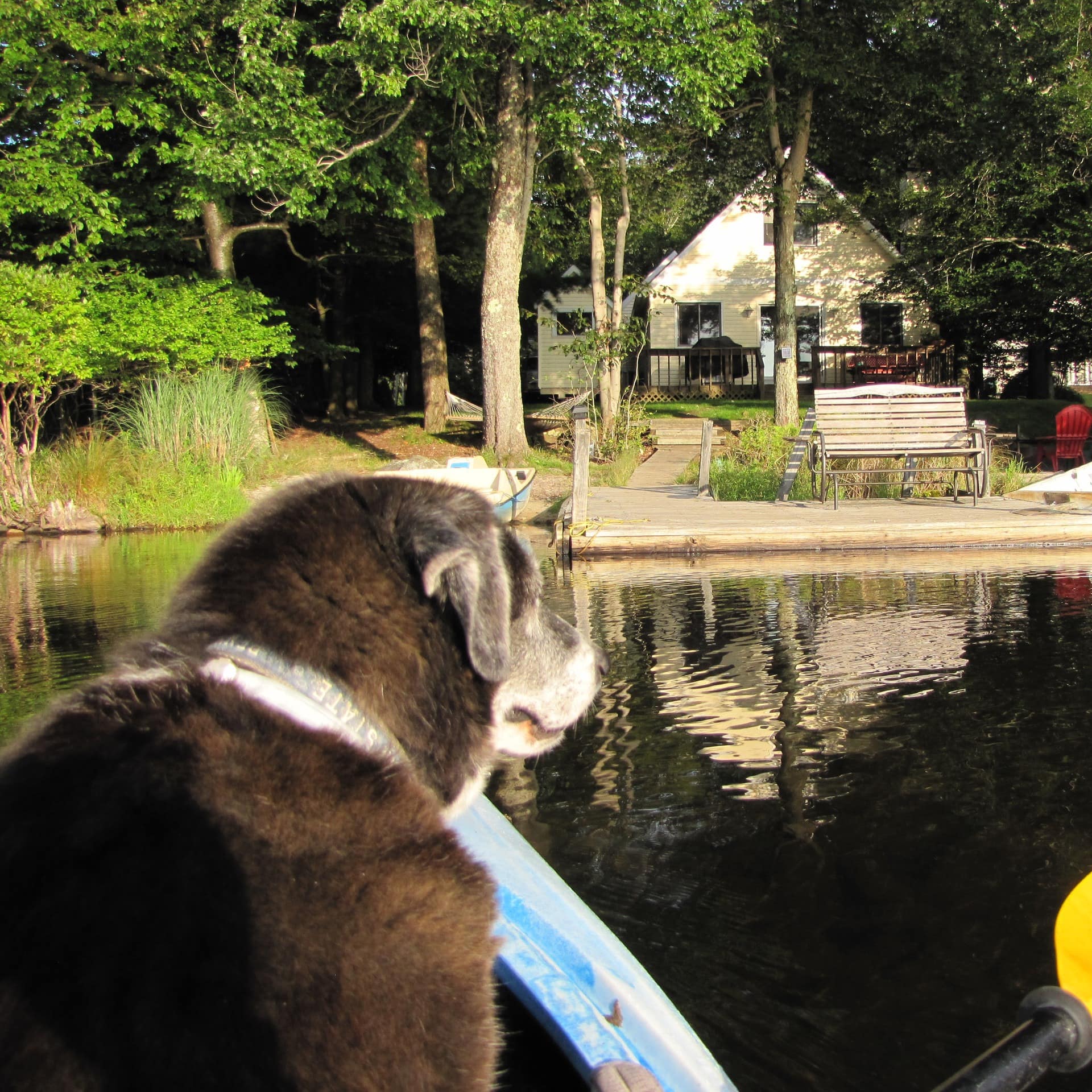 A dog on a kayak looking toward a lakefront cabin